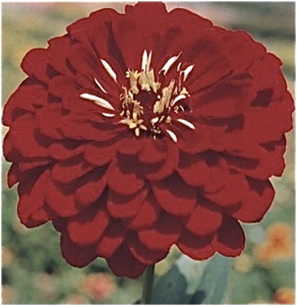 Zinnias_2.jpg